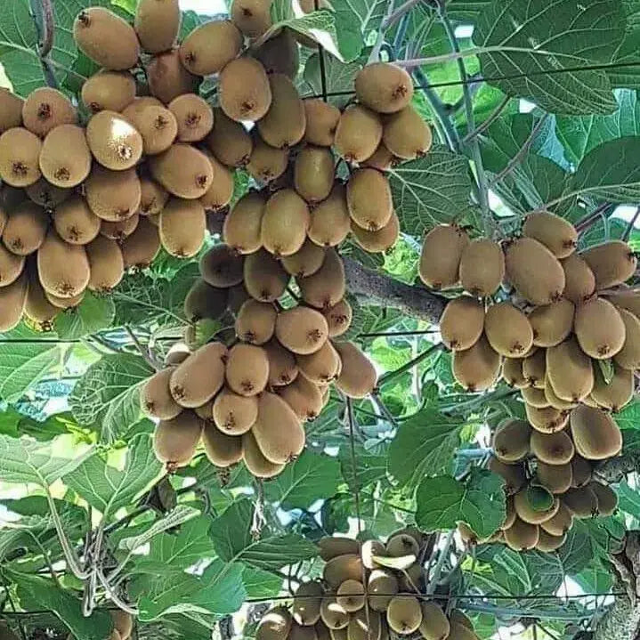 Kiwi - Green, 3 pcs (Approx. 220 g - 260 g)